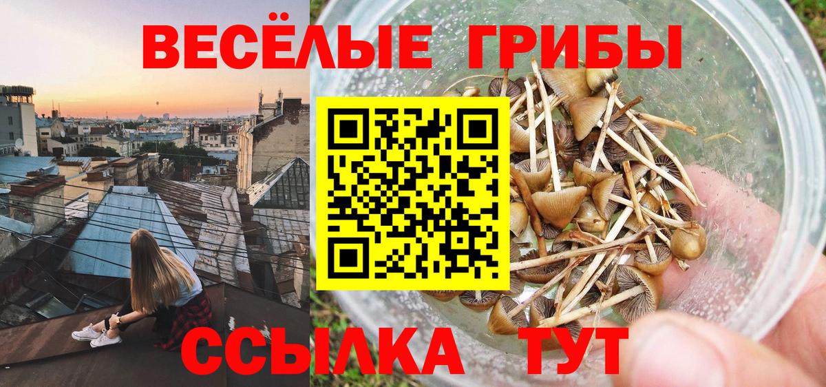 Псилоцибиновые грибы прущие грибы  Вход с VPN  Псилоцибиновые грибы MAGIC MUSHROOMS  Рассказово 